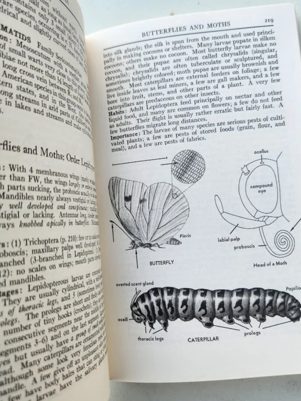 Peterson Field Guide Insects of America North of Mexico Vintage Book Entomology